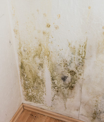Mold In The Home