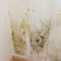 Mold In The Home